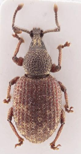 Réf. 334 485 : Otiorhynchus veterator